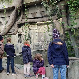 Viewing-window Caiman enclosure
