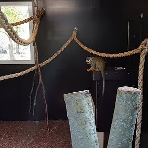 Indoor Squirrel monkey enclosure