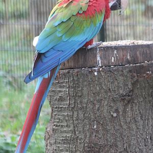 Green-winged macaw