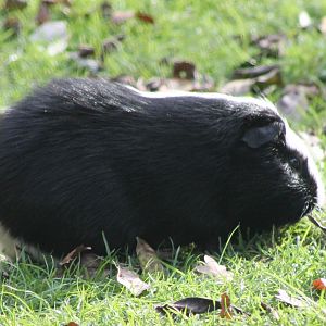 Guinea pig