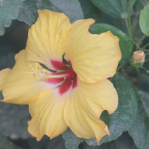 Hibiscus rosa-sinensis