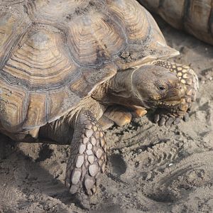African spurred tortoise