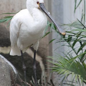 European spoonbill