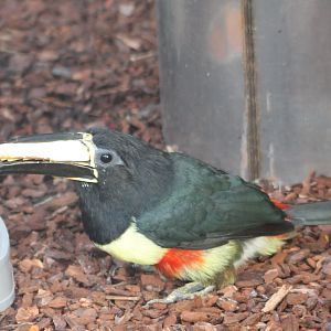 Black-necked aracari