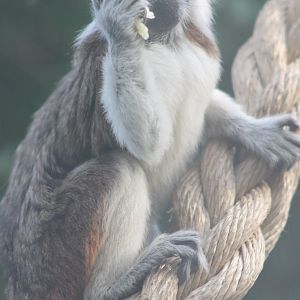 Young Cotton-top tamarin