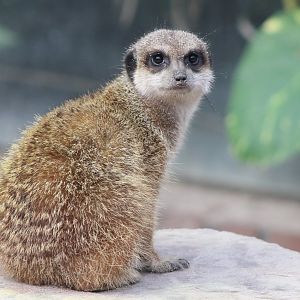 Meerkat