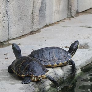 Sliders in Caiman-enclosure