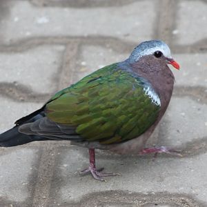 Emerald dove