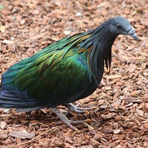 Nicobar pigeon