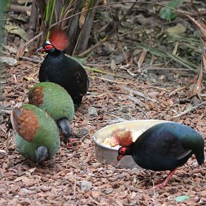 2 pairs of Red-crested wood-partridges