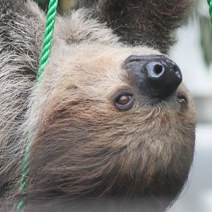 Two-toed sloth