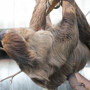 Two-toed sloth