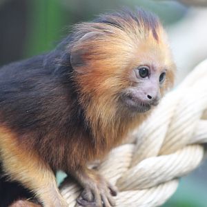 Young Golden-headed tamarin