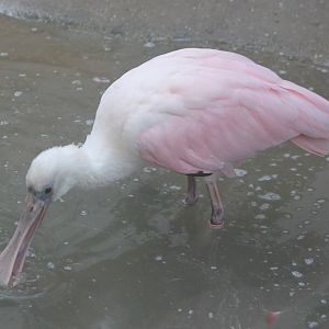 Roseate spoonbill