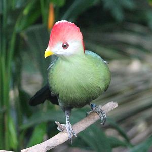 Red-crested touraco
