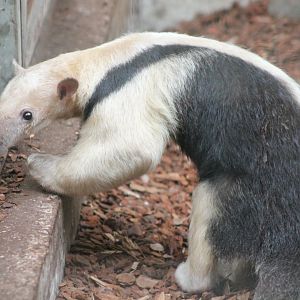 Tamandua