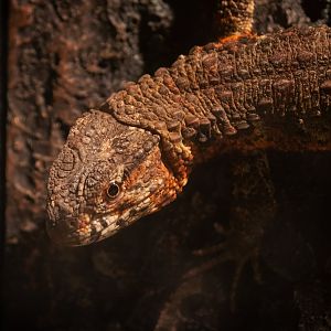 Chinese crocodile lizard