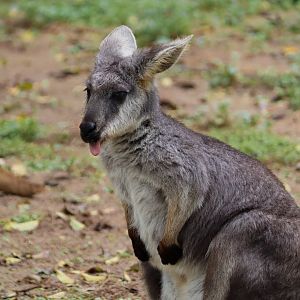Eastern wallaroo