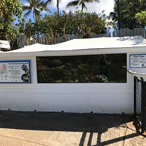 Giant clam/coral farm exhibit