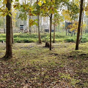 Walk-through monkey-island