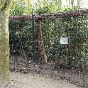 Enclosure Ring-tailed coati