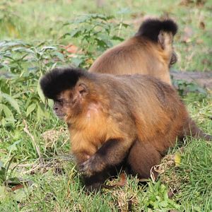 Capuchins ID