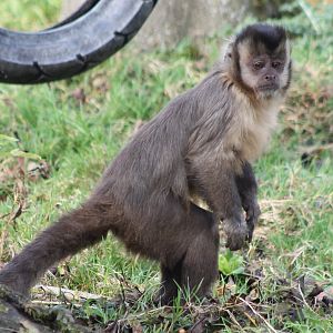 Capuchin ID