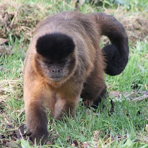 Capuchin ID