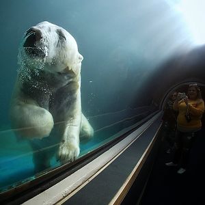 Mar. 2019 - Water's Edge - Polar Bear Tunnel