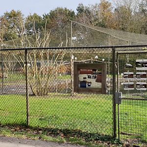 Aviary Yellowbill - Spoonbill - Ibis - Duck