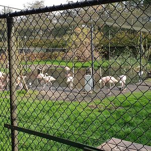 Flamingo enclosure