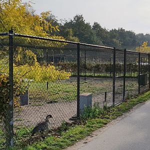 Crane - Hawaii goose enclosure