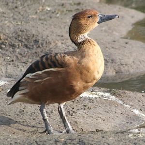 Fulvous whistling duck