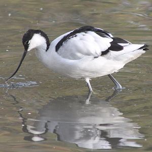 Pied avocet