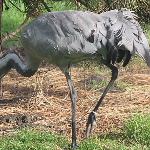 European crane