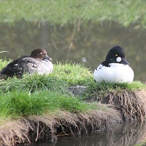 Common golden-eye - pair