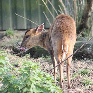 Muntjac