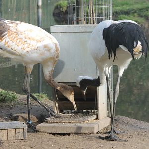 Parent and young at feeding-place