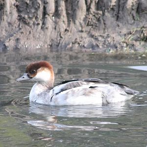Smew