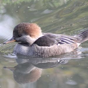 Hooded merganser