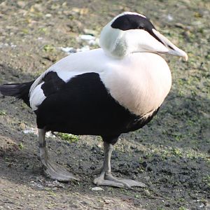 Common eider