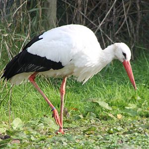 European white stork