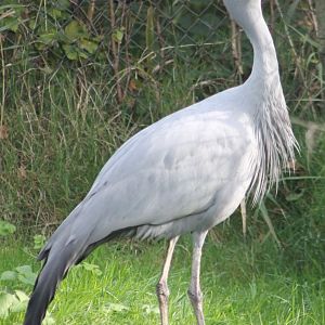 Blue crane