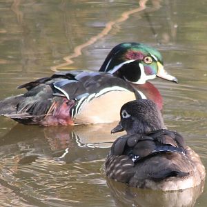 Wood duck-pair
