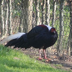 Swinhoe's pheasant