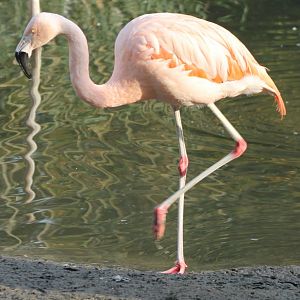Chilean flamingo