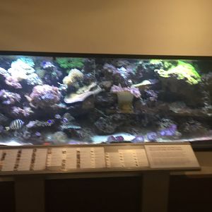 Indo-Pacific Aquarium - Royal Ontario Museum