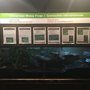 Vietnamese Mossy Frog - Royal Ontario Museum