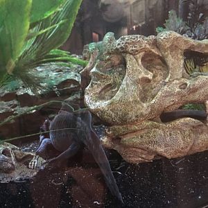 Axolotl - Royal Ontario Museum