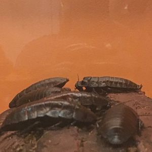 Madagascar Hissing Cockroaches - Royal Ontario Museum